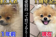 ペットショップで売れ残りのワンコ、悲しそうな表情だったが……　1年後幸せになったビフォーアフターに「感動」「愛されてるのが分かる」
