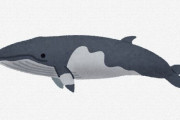 【悲報】海外人「日本人？ああ、クジラ食ってる民族ね！」←このイメージｗｗｗｗｗｗｗｗｗｗｗｗ
