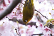 「日本で桜とメジロの写真が撮れたよ！」親日外国人が風景を愛でるスレ
