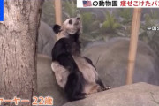 【画像】アメリカ動物園のボロボロなパンダに絶望…
