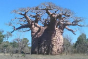 【画像】アフリカの大木”バオバブ”、なんか変な形ｗｗｗｗｗｗｗ