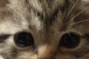 昨年秋に猫拾ったのですが、母ちゃんが飼うの猛反対。