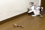 【ネコ】自分で猫じゃらしをするネコｗｗｗｗｗ