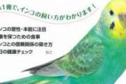 彡(ﾟ)(ﾟ)｢大型インコ買いたいなあ。いくらぐらいするんやろ｣　