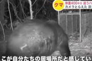 【速報】基準強度の罠を破壊して脱出する熊出現、さらに別の場所では400kgの四天王も登場※三毛別事件は340kg