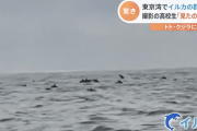 東京湾、イルカ100頭が押し寄せる。