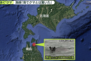 【衝撃】津軽海峡を泳いでいたクマ、青森まで200mのところで射殺