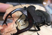 【画像】そんなことよりワイのクワガタ見てよ
