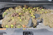 開けてびっくり！車のボンネットの中にリスが大量に食料を備蓄していた件（アメリカ）