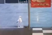 【動画】鳥さん、ポテトチップスを万引きしてしまうw