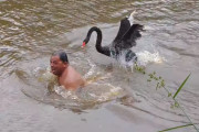 池で泳いでいた男性を襲う黒鳥が怖い…けどなんだか面白い！