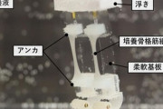 世界初！筋肉で動く二足歩行ロボット…培養骨格筋組織による細やかな旋回動作の実現
