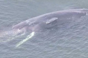 クジラのヨドちゃん死亡、このまま放置すれば爆発する可能性も