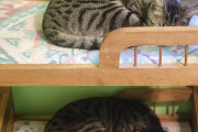 【ねこ画像】二段ベッド、いぬとねこ ほか【再】