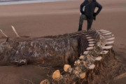 【ネッシー伝説】スコットランドの海岸に謎の骨が打ち上げられる