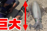 「あまりの大きさにびっくりした」とても珍しい２メートル超の巨大イカ水揚げに漁師驚愕