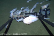 【>゜)))彡】水深8336mの深海で魚撮影　ギネス記録に、東京海洋大