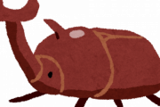 カブトムシ見つけた