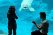 水族館でプロポーズ中、シロイルカが友情出演！？主役の座を奪ってしまった件