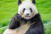 【国際】フィンランドのパンダ２頭、８年前倒しで中国に返還へ　２億円超の年間維持費が重荷