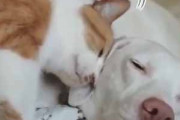 【ネコ】 まったりしている犬に猫が頭をくっつける。やさしくスリスリ♪ → もう１匹にもこうします…