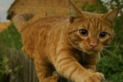 【ねこGIF】意外な方法でキャットウォークに登る猫さん…なんてことないにゃ！というお顔ですねwww