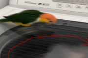 中身が見える洗濯機にインコを乗っけると...！？ 海外の反応