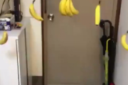 Twitter民「スーパーで買ったバナナを玄関で吊るした結果ｗｗｗ」