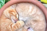 【ねこ画像】カリカリの山に気付いた子猫ちゃん…こっ、これは何にゃ？というお顔ですwww