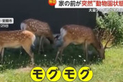 家の庭でシカ13頭が草をモグモグ　月に1台はシカと車の衝突事故も発生