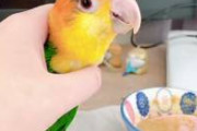 もしかしてインコ飼ったことない人って、赤ちゃんインコがご飯を食べる勢いを知らない……？