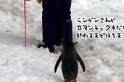 人間カップルのロマンチックが終わるまで辛抱強く待つ、紳士的なペンギン
