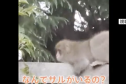 【速報】東京、サル出没