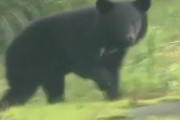 【悲報】警察「もしそこにクマでなくヤクザがいたら撃つかい？」