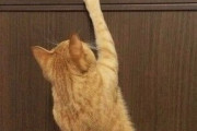 【ねこ画像】引き出しを漁りまくる猫さん達…なんか吟味してるんですがwww