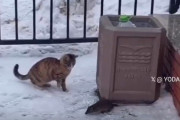 【動画】ネズミさん、ドヤ顔で出てきて猫に追いかけられてしまう
