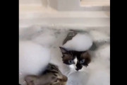 【動画】ネコさん、飼い主と湯船に浸かってしまう