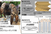 ヤシガニのはさみは「軽くて鋼鉄並み」、秘密は100層構造…素材開発応用も！