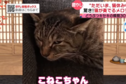 【悲報】例の歌う猫、やっぱり尻尾を握られて歌わされていた事が判明する