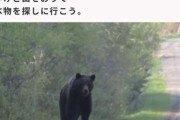 【画像】子クマ「お腹空いたな、山を降りて食べ物を探さなきゃ、ねぇ人間さん、僕は『害獣』なの？」