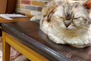 【画像】猫カフェきた