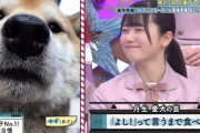 【日向坂46】柴犬を飼ってるメンバーは？？？