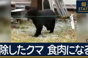 “ジビエ”は可能？クマの駆除急増で…焼却炉の処理能力超え