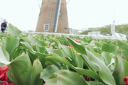 外国人「日本でチューリップ80万本が刈り取られる、外出自粛に従わないため」