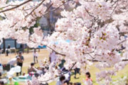 【動画】お花見女子さん、自分の桜を開花させる【→】