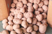 【悲報】日本さん、じゃがいもすら安定供給出来ない