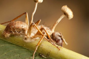 寄生されたアリ、脳は機能したまま菌に筋肉を強制的に操られていた