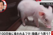 【悲報】『100日後に食われるブタ』の豚、食われないでやっぱり生きてたｗｗｗｗ