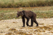 カナダでガリガリにやせ細ったクマ見つかる・・・餌となるサケが全く取れず栄養不足に