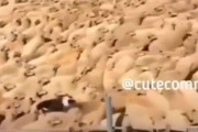 数が多くて身動きが取れない羊たち…牧羊犬が背中の上を疾走して誘導する